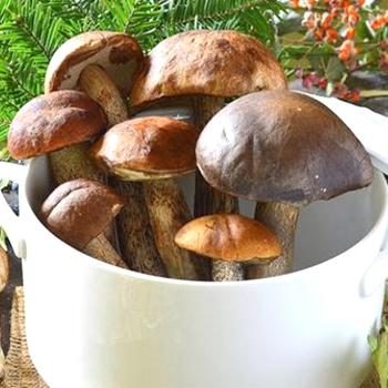 Как готовить подберезовики: рецепты грибных блюд