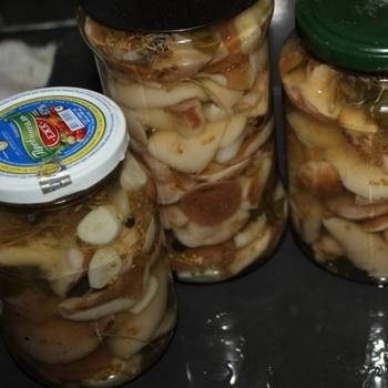 Маслята в масле: как солить и мариновать грибы