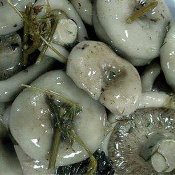 Блюда из соленых груздей: рецепты грибных закусок