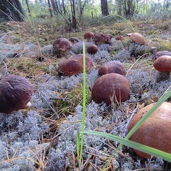 Какие грибы можно вырастить на даче