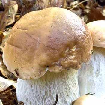 Что лучше приготовить из белых грибов