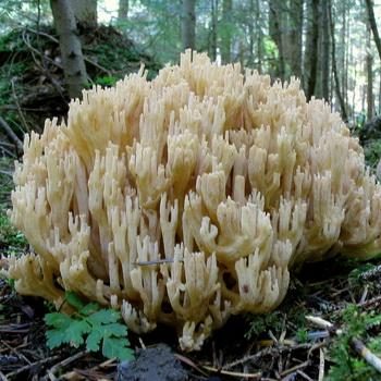 Коралловидные грибы: описание видов