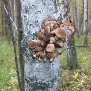 Опята, растущие на берёзах: съедобные и ложные грибы