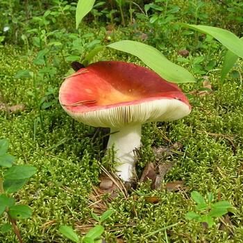 Где растут сыроежки и как выглядят эти грибы