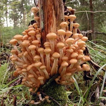 Опята в Ленинградской области: лучшие грибные места