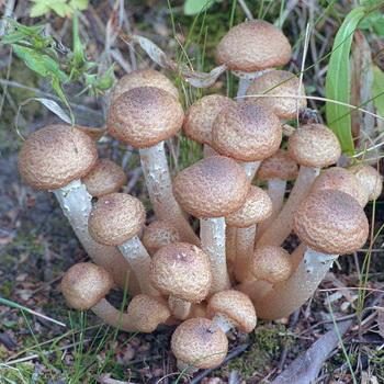 Опята в Калужской области: где растут грибы