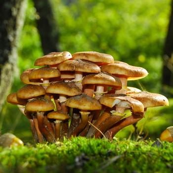 Опята в Орловской области: где собирать грибы