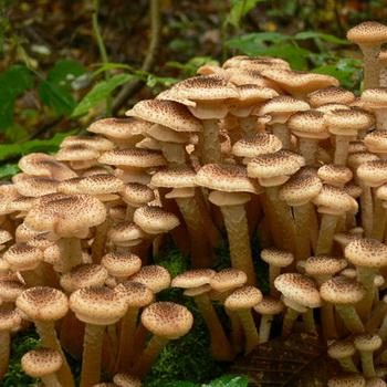 Опята в Ульяновской области: где растут грибы?
