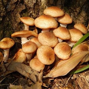 Опята в Липецкой области: где собирать грибы