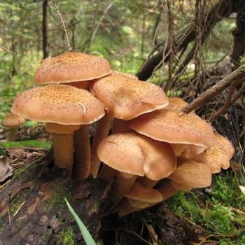Опята в Челябинской области: самые грибные места