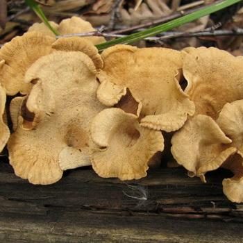 Ядовитые грибы – двойники вешенок