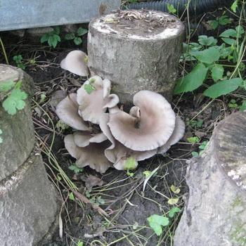 Где растут вешенки грибы и на каких деревьях: места произрастания вешенки обыкновенной в природе