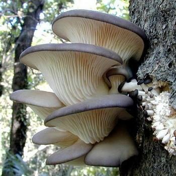 Сбор грибов вешенок: советы начинающим грибникам