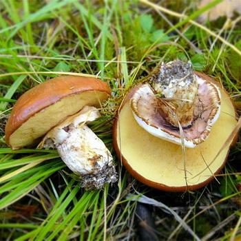 Маслята с «юбочкой»: съедобные и ложные грибы