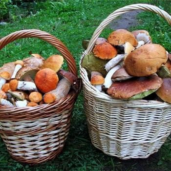 Характеристика основных экологических групп грибов
