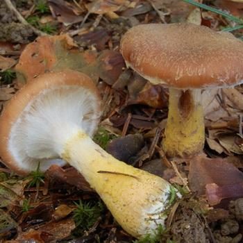 Характеристика пластинчатых грибов различных видов