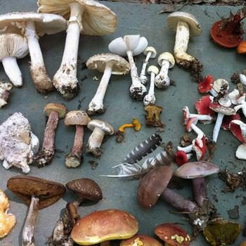 Строение, развитие и питание грибов: основные особенности