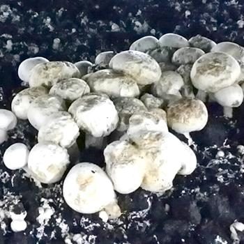 Виды плесени при выращивании грибов