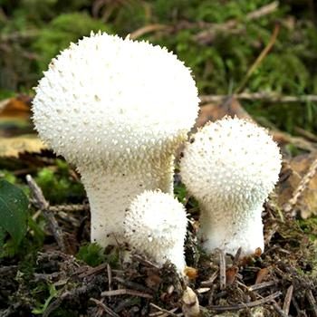 Дождевик: описание гриба и выращивание