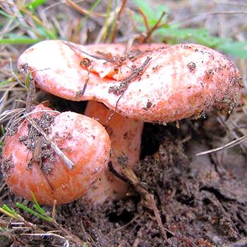 Рыжики в Кирове и Кировской области: самые грибные места