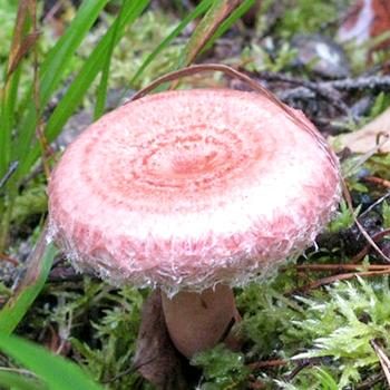 Ложные рыжики и их отличия от настоящих грибов