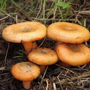 Отравление грибами рыжиками: симптомы и первая помощь пострадавшему