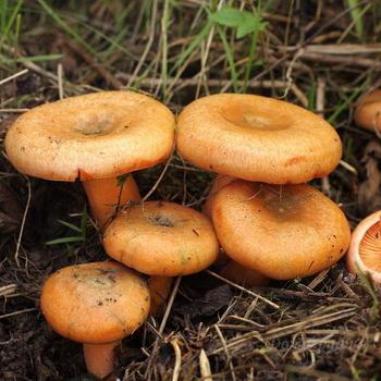 Рыжики в Самарской области: лучшие места для сбора грибов