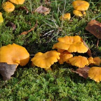 Как растут грибы лисички и как их собирать