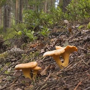 Где растут грибы лисички на территории России