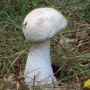 Ложные подосиновики: фото и описание грибов