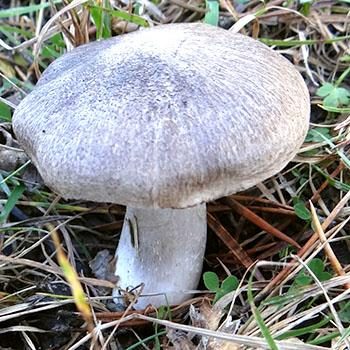 Когда собирать грибы рядовки в лесу?