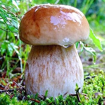 Польза и вред белых грибов для организма человека