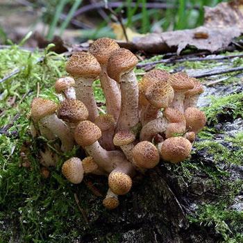 Разновидности осенних опят: фото, видео, описание съедобных грибов, когдапоявляются и как растут