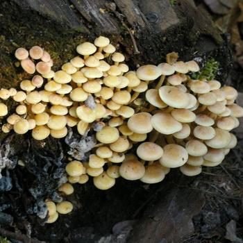 Отличия ложных осенних опят от съедобных грибов