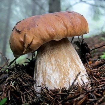 Возможен ли сбор белых грибов в октябре?