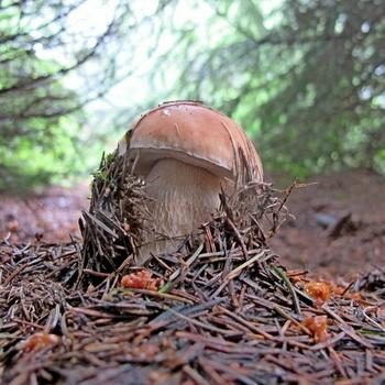 Белые грибы в Краснодарском крае: места и сезон сбора