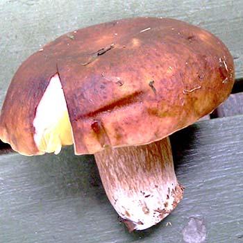 Темные грибы похожие на грузди