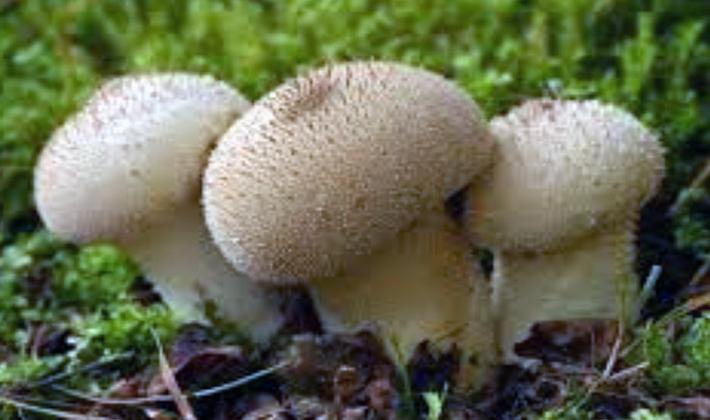 Дождевик: описание гриба и выращивание