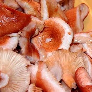 Способы засолки грибов волнушек на зиму