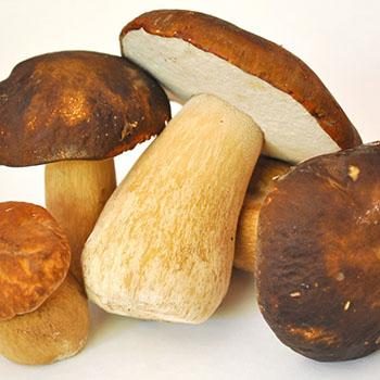 Рецепты варки белых грибов