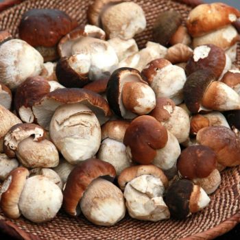 Рецепты и способы приготовления белых грибов на зиму