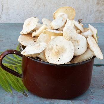 Рецепты засолки грибов рядовок холодным способом