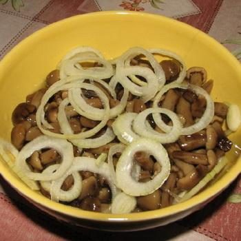 Как правильно солить грибы опята: домашние рецепты