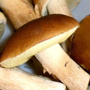 Какие вкусные заготовки из белых грибов можно сделать
