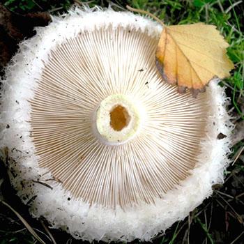 Грузди грибы ложные как отличить