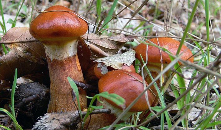 Выращиваем благородные грибы в огороде: правила и полезные советы