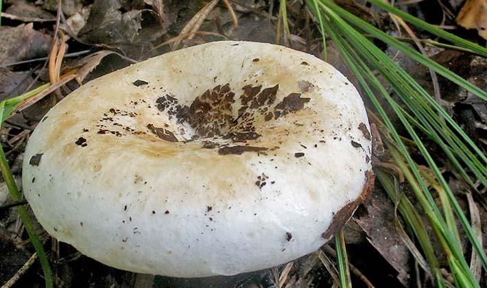 Грузди грибы ложные как отличить