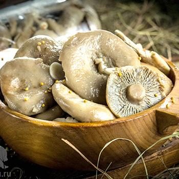 Как заготовить грибы грузди на зиму в домашних условиях