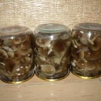 Соленые опята в банках: рецепты заготовок из грибов