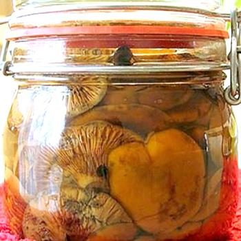 Заготовки из рыжиков: лучшие грибные рецепты